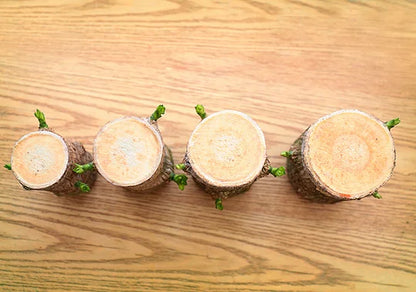 LUCKY BRAZIL WOOD POTTED PLANT