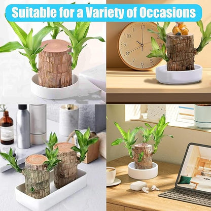 LUCKY BRAZIL WOOD POTTED PLANT