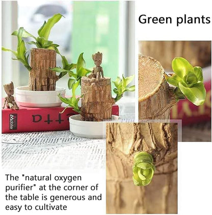 LUCKY BRAZIL WOOD POTTED PLANT