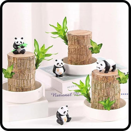 LUCKY BRAZIL WOOD POTTED PLANT