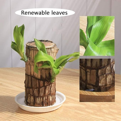 LUCKY BRAZIL WOOD POTTED PLANT
