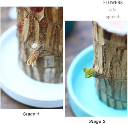 LUCKY BRAZIL WOOD POTTED PLANT