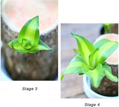 LUCKY BRAZIL WOOD POTTED PLANT