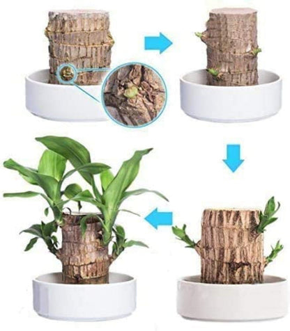 LUCKY BRAZIL WOOD POTTED PLANT
