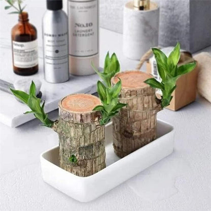 LUCKY BRAZIL WOOD POTTED PLANT